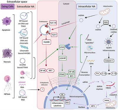 The Role of Nucleases and Nucleic Acid Editing Enzymes in the Regulation of Self-Nucleic Acid Sensing